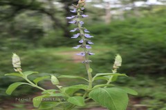 Plectranthus barbatus